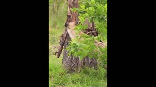 Daddy Goat 24/7 - Out Of Context Memes & Videos