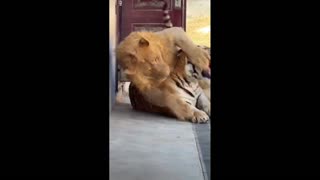 Daddy Goat 24/7 - Out Of Context Memes & Videos