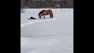 Daddy Goat 24/7 - Out Of Context Memes & Videos