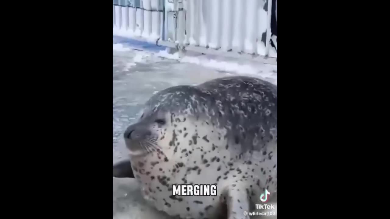 Daddy Goat 24/7 - Out Of Context Memes & Videos