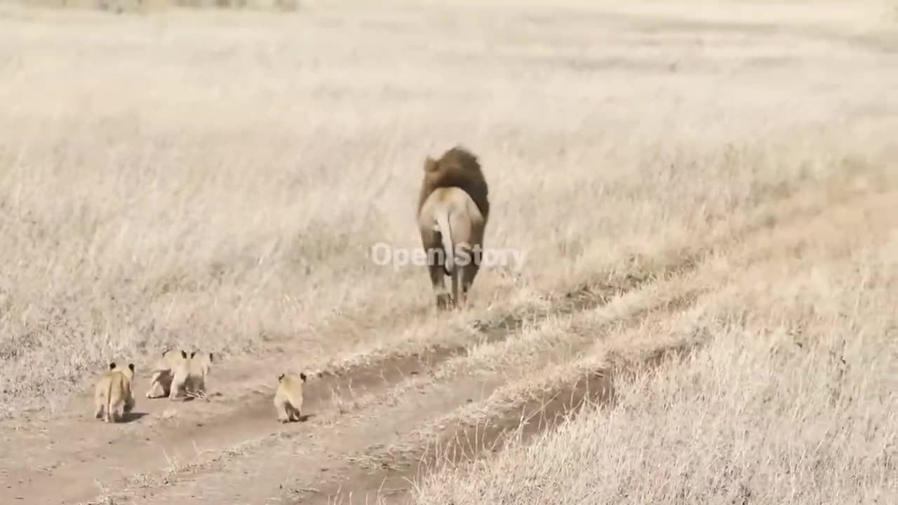 Lion | Lion Baby || Wild Loin