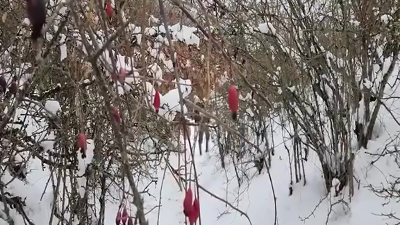 Winter Forest camping 🏕️