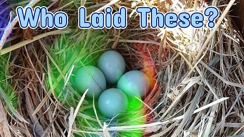 Does anybody know what bird laid these eggs?