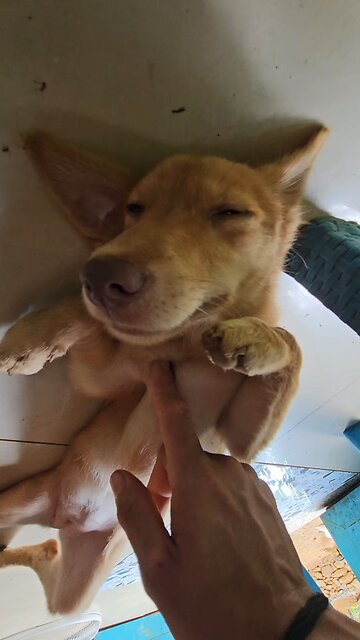 RICE OR CASAVA IS NOT FOOD! NUTTY! Cooked food will cook DNA. Eat Raw! #philippines