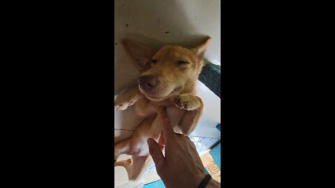 RICE OR CASAVA IS NOT FOOD! NUTTY! Cooked food will cook DNA. Eat Raw! #philippines