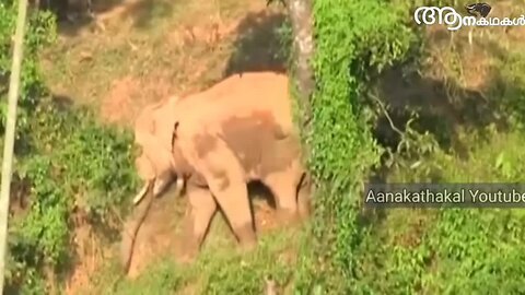 കാട്ടാനകളും കുംകികളും കൊമ്പുകോർത്ത 2023-24 _ Abhimanyu elephant _ Sree 4 elephant _ elephant attack