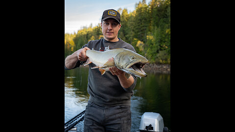 Bull Trout