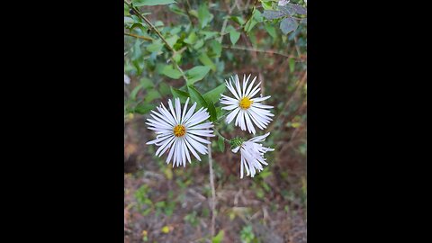 Joh. Seb. Bach - die Vorspiele E Dur und Moll