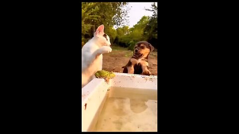 cat funny video