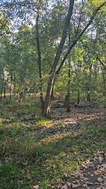 This Section of Woods Feels Ancient