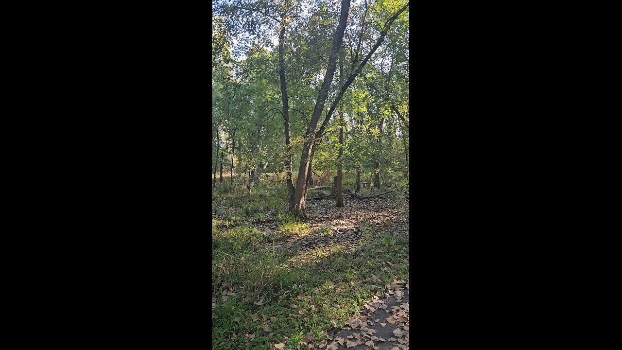 This Section of Woods Feels Ancient