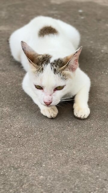 Cute Cat Lying Calmly on the Ground 😻 | Relaxing Cat Moments #shorts