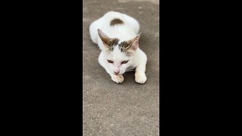 Cute Cat Lying Calmly on the Ground 😻 | Relaxing Cat Moments #shorts