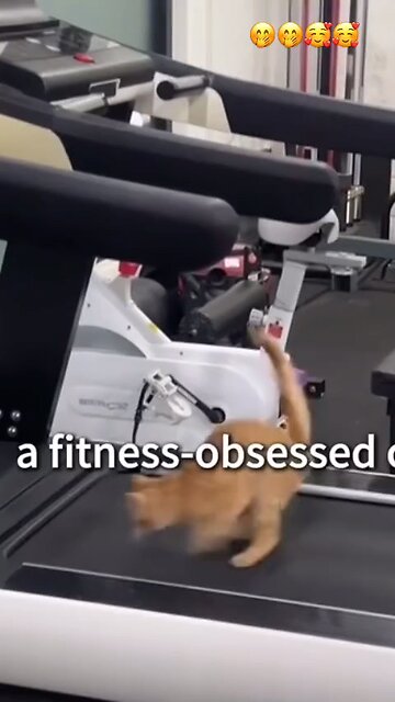 Fitness Cat
