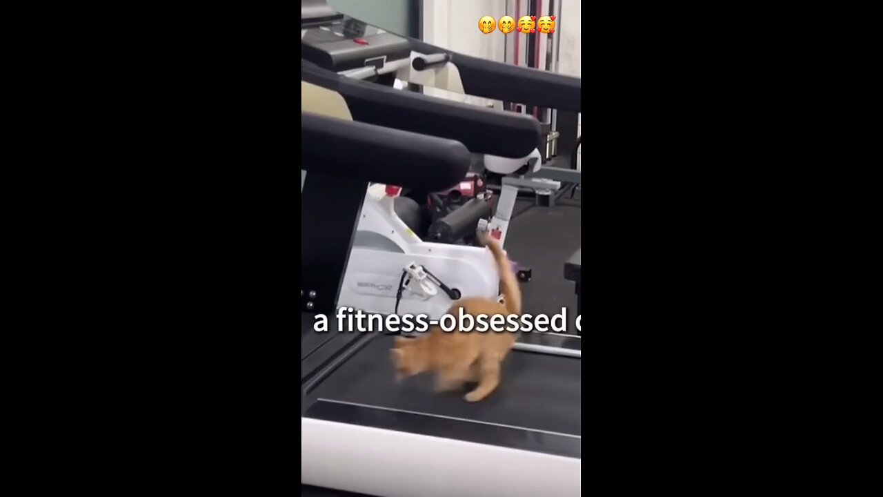 Fitness Cat