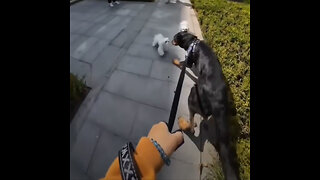 Por qué es necesario pasear a los perros con correa