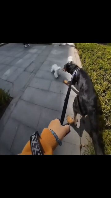 Por qué es necesario pasear a los perros con correa