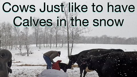 Cows Just Like to Have Calves in the Snow