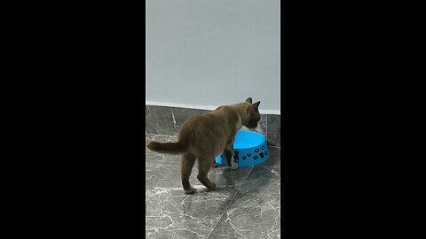 แมวน้อยหิวน้ำ