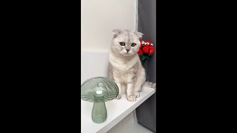 cat animals funny videos 🐈