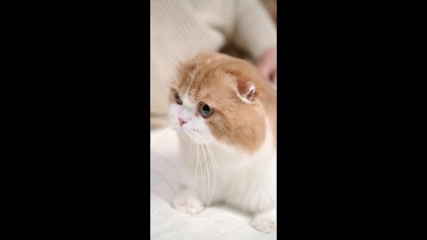 cute cat video.