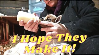 These GOAT Babies We're BORN Too SOON!