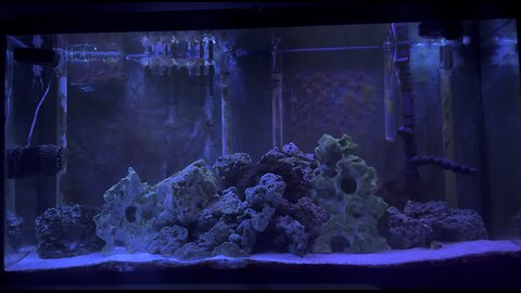 My Saltwater tank in 4K