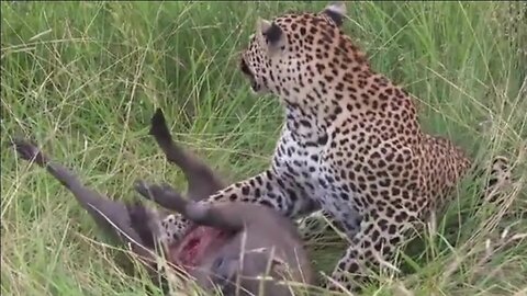 Leopard Loses Screaming Warthog to Hyena 🐆🦁 Brutal Wildlife Steal! (Leopard V Hyena Part 1)