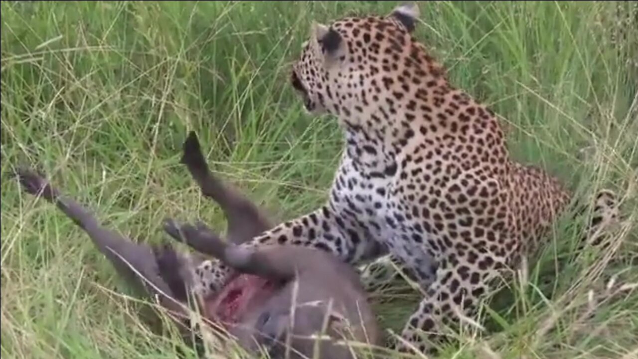 Leopard Loses Screaming Warthog to Hyena 🐆🦁 Brutal Wildlife Steal! (Leopard V Hyena Part 1)