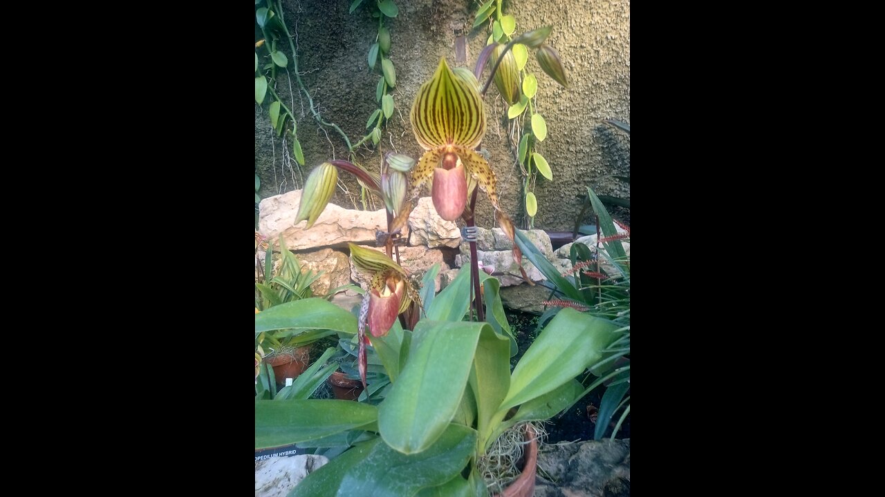 Lincoln Park conservatory