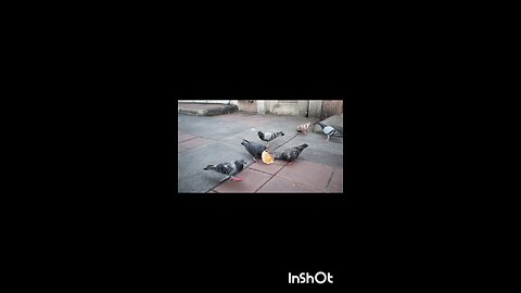 enjoy pigeon 🐦🐦