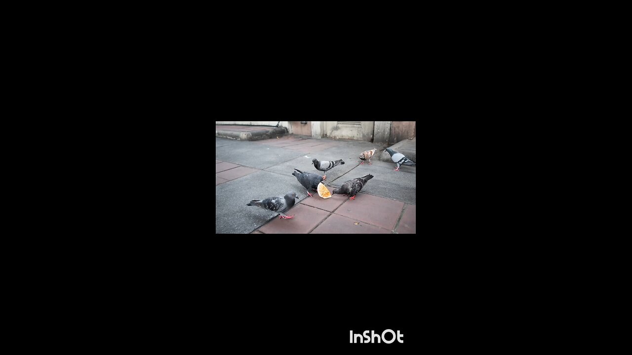 enjoy pigeon 🐦🐦