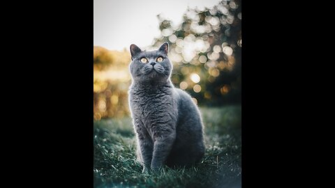 The cat is running away from the fish hahaha it's so funny