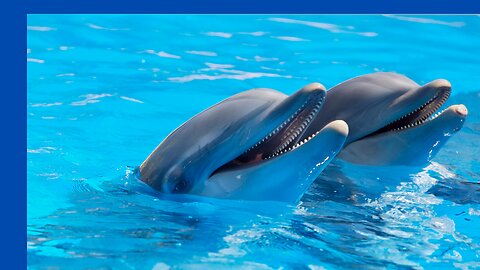 How dolphins produces clicks, whistles and burst pulses in the water!#dolphins #viral#swims#water