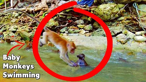 Baby Monkeys learn to Swim🐒🇹🇭