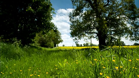 Beautiful countryside meadow during summer with trees, grass and little yellow flowers 🌷