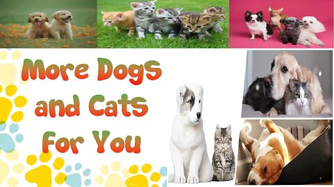 Wait till you see them - Cute pets