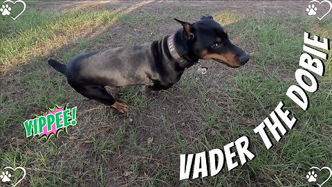 Doberman Sunny Shenanigans: Vader’s Fountain Adventure! 🐶☀️