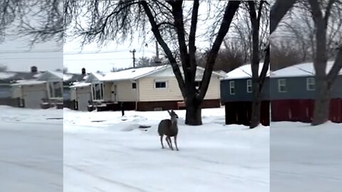 Witnessed the incredible - a goat-deer jumping along the main street!