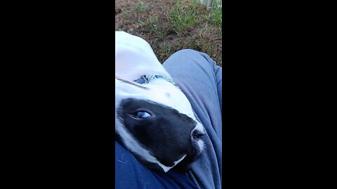 I love this dog🥰