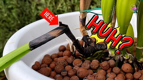 Why Did My Orchid's New Growth Fail? 🤔 It's Not Black Rot! Environment Tips! #ninjaorchids