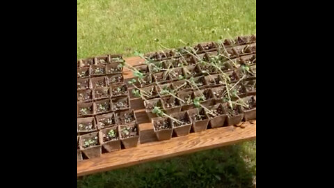 Hardening off seedlings in SHADE?