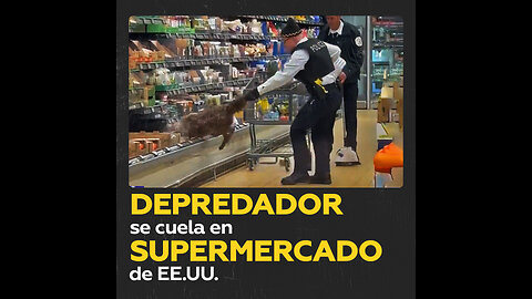 Sacan a un depredador que se escondía en un supermercado de Chicago