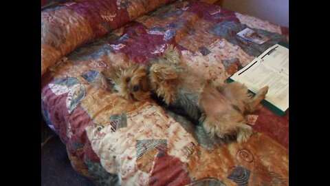 Gizmo- Do You Think I'm Sexy? #funnydogs #yorkies