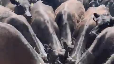 Watering the cows :) cartercountrymeats.com