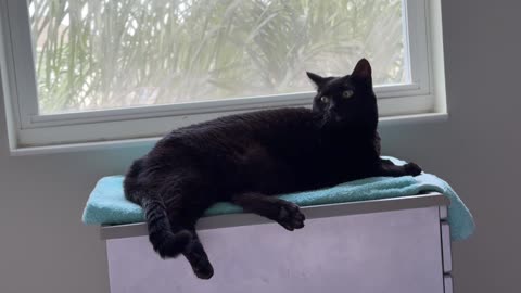 Cute Precious Piper Looks Very Poised in Her Spa - My Adopted Shelter Cat Vlog