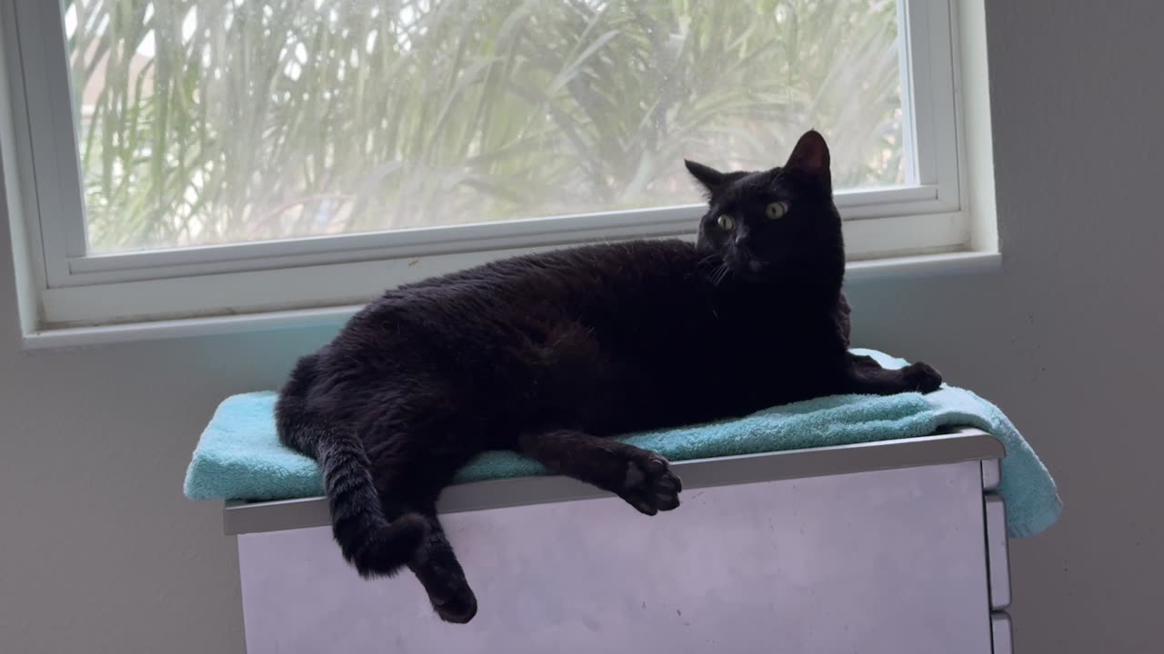 Cute Precious Piper Looks Very Poised in Her Spa - My Adopted Shelter Cat Vlog