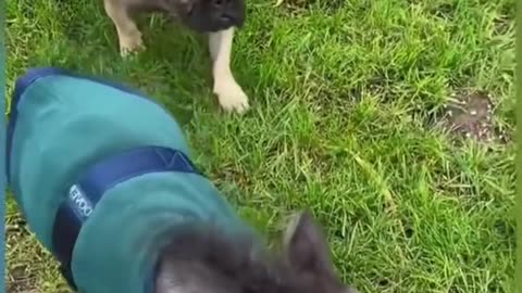 PEABODY SUNDAY 11/9/25 {PT 3}