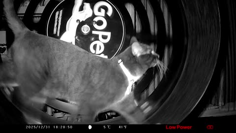 Cookie Cutter The Cat Filmed On GoPet Treadwheel, Dearborn, Michigan, December 30 & 31, 2025