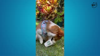 Funniest Animals - Funny Cats and Dogs Videos 😹🐶 30 Minutes